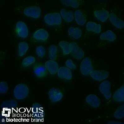 Immunocytochemistry/Immunofluorescence: Nuclear Membrane Marker Antibody (NM97) [Alexa Fluor 488] [NBP2-34696AF488] - HeLa cells were fixed for 10 minutes using 10% formalin and then permeabilized for 5 minutes using 1X PBS + 0.5% Triton-X100.  The cells were incubated with anti-Nuclear Membrane Marker [NM97] conjugated to Alexa Fluor 488 [NBP2-34696AF488] at 0.5ug/ml for 1 hour at room temperature.  Nuclei were counterstained with DAPI (Blue).  Cells were imaged using a 40X objective.