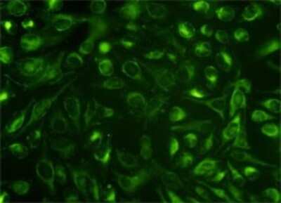 Immunocytochemistry/Immunofluorescence: Nucleobindin 1 Antibody (1H8-2C11) [H00004924-M01] - Analysis of monoclonal antibody to NUCB1 on HeLa cell. Antibody concentration 10 ug/ml.