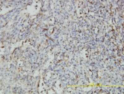 Immunohistochemistry-Paraffin: Nucleobindin 1 Antibody (1H8-2C11) [H00004924-M01] - Analysis of monoclonal antibody to NUCB1 on formalin-fixed paraffin-embedded human spleen tissue. Antibody concentration 3 ug/ml.