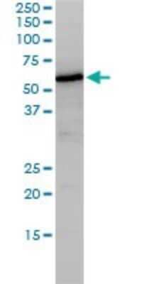 Western Blot: Nucleobindin 1 Antibody (1H8-2C11) [H00004924-M01] - NUCB1 monoclonal antibody (M01), clone 1H8-2C11 Analysis of NUCB1 expression in HepG2.