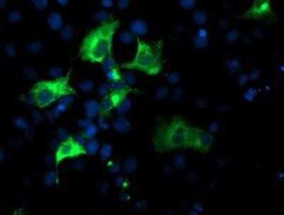 Immunocytochemistry/Immunofluorescence: Nucleobindin 1 Antibody (OTI1A5) - Azide and BSA Free [NBP2-73086] - Staining of COS7 cells transiently transfected by pCMV6-ENTRY Nucleobindin 1.