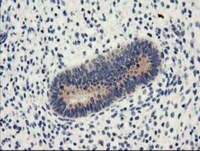 Immunohistochemistry: Nucleobindin 1 Antibody (OTI1A5) - Azide and BSA Free [NBP2-73086] - Staining of paraffin-embedded Human endometrium tissue using anti-Nucleobindin 1 mouse monoclonal antibody.