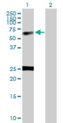 Western Blot: Nucleobindin 1 Antibody [H00004924-D01P] - Analysis of NUCB1 expression in transfected 293T cell line by NUCB1 polyclonal antibody.Lane 1: NUCB1 transfected lysate(53.90 KDa).Lane 2: Non-transfected lysate.