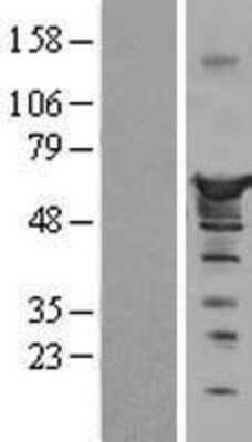 Western Blot: Nucleobindin 1 Overexpression Lysate (Adult Normal) [NBL1-13848] Left-Empty vector transfected control cell lysate (HEK293 cell lysate); Right -Over-expression Lysate for Nucleobindin 1.