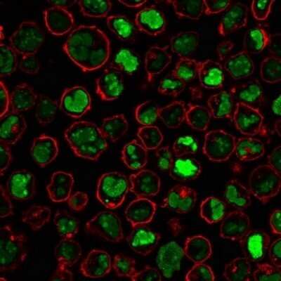 Immunocytochemistry/Immunofluorescence: Nucleolin Antibody (364-5) - Azide and BSA Free [NBP2-47861] - Immunofluorescence Analysis of PFA-fixed K562 cells stained with Nucleolin Antibody (364-5) followed by Goat anti-Mouse IgG-CF488 (Green). Membrane is stained with Phalloidin-CF640.