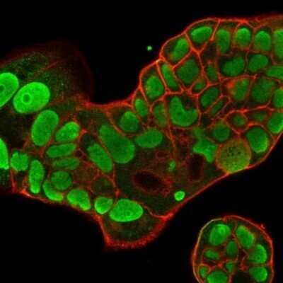 Immunocytochemistry/Immunofluorescence: Nucleolin Antibody (364-5) - Azide and BSA Free [NBP2-47861] - Immunofluorescence Analysis of PFA-fixed MCF-7 cells stained with Nucleolin Antibody (364-5) followed by Goat anti-Mouse IgG-CF488 (Green). Membrane is stained with Phalloidin-CF640.