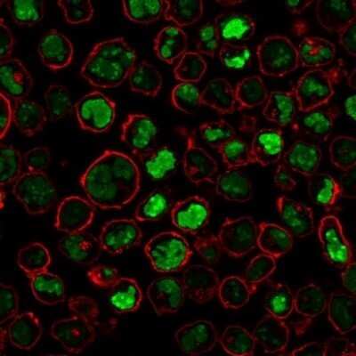 Immunocytochemistry/Immunofluorescence: Nucleolin Antibody (NCL/902) - Azide and BSA Free [NBP2-47860] - Immunofluorescence Analysis of PFA-fixed K562 cells stained with Nucleolin Antibody (NCL/902) followed by Goat anti-Mouse IgG-CF488 (Green). Membrane is stained with Phalloidin-CF640.