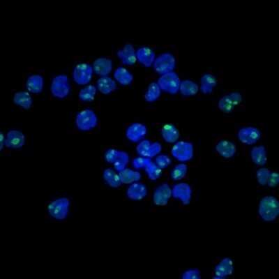 Immunocytochemistry/Immunofluorescence: Nucleolin Antibody (NCL/902) - Azide and BSA Free [NBP2-47860] - Immunocytochemistry/Immunofluorescence: Nucleolin Antibody (NCL/902) [NBP2-44610] - HeLa cells stained with AF488 labeled Nucleolin Antibody (NCL/902) Green: AF488-labeled Ab. Blue: DAPI.