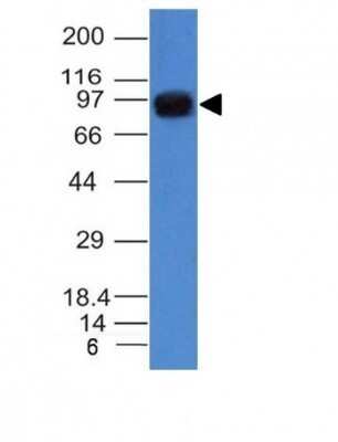 Western Blot: Nucleolin Antibody (NCL/902) - Azide and BSA Free [NBP2-47860] - A431 Cell Lysate using Nucleolin Monoclonal Antibody (NCL/902)