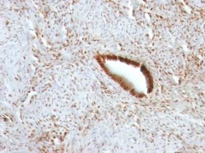 Immunohistochemistry-Paraffin: Nucleolin Antibody (NCL/902) - IHC-Prediluted [NBP2-48317] - Human Uterus stained with Nucleolin Monoclonal Antibody (NCL/902).