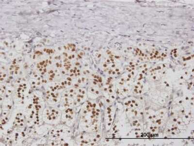 Immunohistochemistry-Paraffin: Nucleoplasmin-2 Antibody [H00010361-B01P] - Analysis of purified antibody to NPM2 on formalin-fixed paraffin-embedded human adrenal gland. (antibody concentration 3 ug/ml)