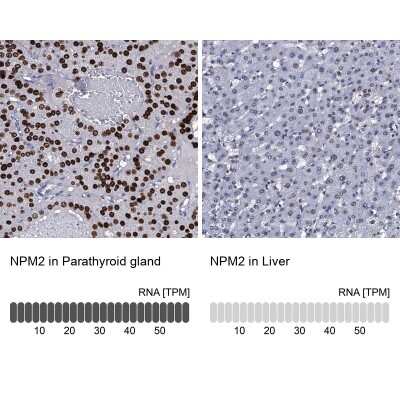 Immunohistochemistry-Paraffin: Nucleoplasmin-2 Antibody [NBP2-13673] - Staining in human parathyroid gland and liver tissues using anti-NPM2 antibody. Corresponding NPM2 RNA-seq data are presented for the same tissues.