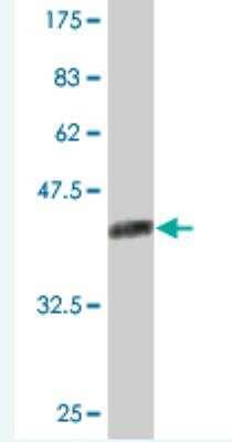 Western Blot: Nucleoplasmin-3 Antibody (3F2) [H00010360-M02] - Detection against Immunogen (37.84 KDa) .