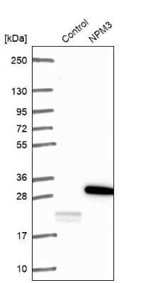 Western Blot Nucleoplasmin-3 Antibody