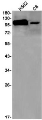 Western Blot: Nucleoporin 107 Antibody (S06-9K7) [NBP3-19725] - Western blot detection of Nucleoporin 107 in K562, C6 cell lysates using NBP3-19725 (1:1000 diluted). Predicted band size: 106kDa. Observed band size: 107kDa.