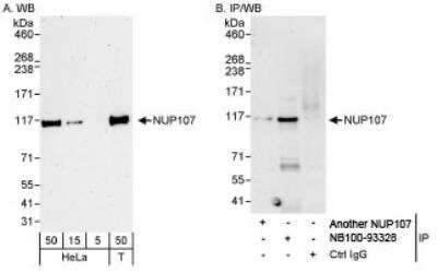 Western Blot: Nucleoporin 107 Antibody [NB100-93328] - Detection of Human NUP107 on HeLa whole cell lysate using NB100-93328. NUP107 was also immunoprecipitated by another rabbit anti-NUP107 antibody.