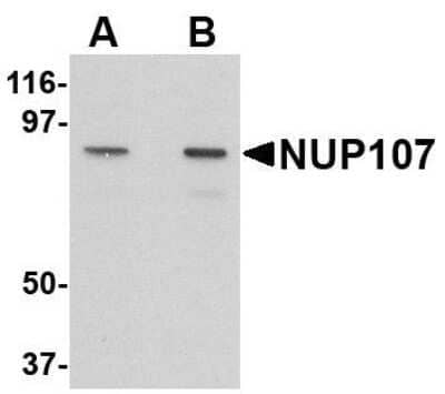 Western Blot: Nucleoporin 107 Antibody [NBP1-76927] - A549 cell lysate with NUP107 antibody at (A) 1 and (B) 2 ug/mL.