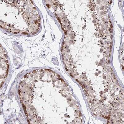 Immunohistochemistry-Paraffin: Nucleoporin NUP85/Pericentrin 1 Antibody [NBP2-31860] - Staining of human testis shows high expression.