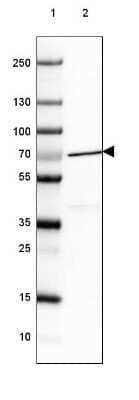 <b>Orthogonal Strategies Validation. </b>Western Blot: Nucleoporin NUP85/Pericentrin 1 Antibody [NBP2-31860] - Lane 1: Marker [kDa] 250, 130, 100, 70, 55, 35, 25, 15, 10Lane 2: Human cell line RT-4