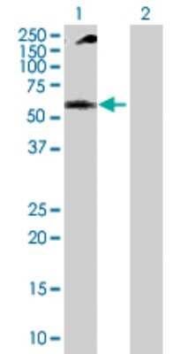 Western Blot: Nucleoporin p62 Antibody [H00023636-D01P] - Analysis of NUP62 expression in transfected 293T cell line by NUP62 polyclonal antibody.Lane 1: NUP62 transfected lysate(53.30 KDa).Lane 2: Non-transfected lysate.