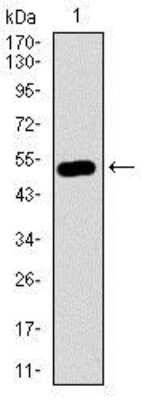 Western Blot: Nucleostemin Antibody (2C8D5) [NBP2-37410] - Western blot analysis using GNL3 mAb against human GNL3 recombinant protein. (Expected MW is 51.9 kDa)