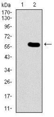 Western Blot: Nucleostemin Antibody (2C8D5) [NBP2-37410] - Western blot analysis using GNL3 mAb against HEK293 (1) and GNL3 (AA: 1-226)-hIgGFc transfected HEK293 (2) cell lysate.