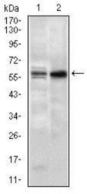 Western Blot: Nucleostemin Antibody (2C8D5) [NBP2-37410] - Western blot analysis using GNL3 mouse mAb against NIH3T3 (1) and PC-3 (2) cell lysate.