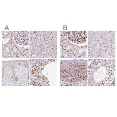 <b>Independent Antibodies Validation. </b>Immunohistochemistry-Paraffin: Nucleostemin Antibody [NBP2-38325] - Staining of human kidney, liver, skin and testis using Anti-GNL3 antibody NBP2-38325 (A) shows similar protein distribution across tissues to independent antibody NBP2-38326 (B).