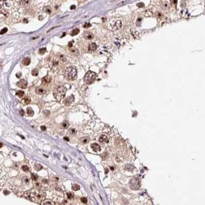 Immunohistochemistry-Paraffin: Nucleostemin Antibody [NBP2-38325] - Staining of human testis.