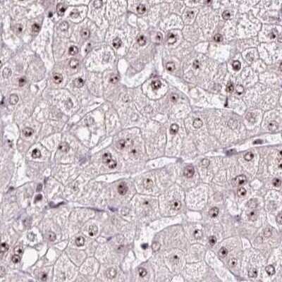 Immunohistochemistry-Paraffin: Nucleostemin Antibody [NBP2-38325] - Staining of human liver.