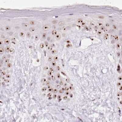 Immunohistochemistry-Paraffin: Nucleostemin Antibody [NBP2-38325] - Staining of human skin.