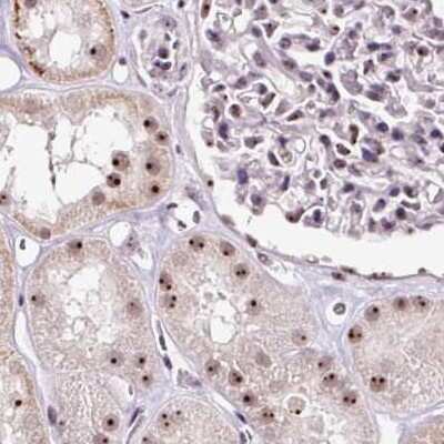 Immunohistochemistry-Paraffin: Nucleostemin Antibody [NBP2-38325] - Staining of human kidney.