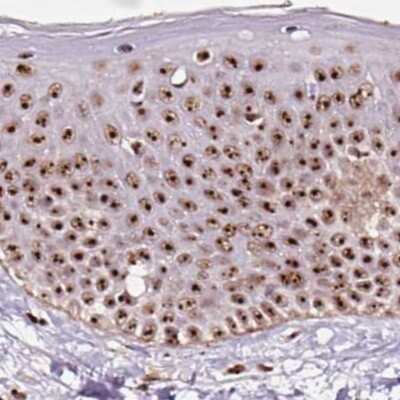 Immunohistochemistry-Paraffin: Nucleostemin Antibody [NBP2-38326] - Staining of human skin.