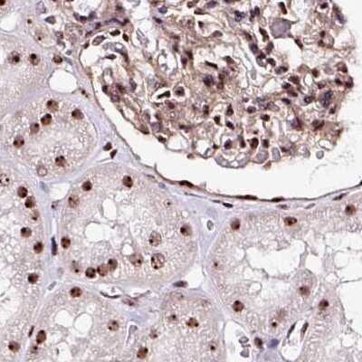 Immunohistochemistry-Paraffin: Nucleostemin Antibody [NBP2-38326] - Staining of human kidney.