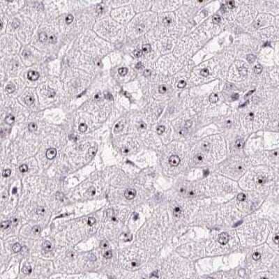 Immunohistochemistry-Paraffin: Nucleostemin Antibody [NBP2-38326] - Staining of human liver.