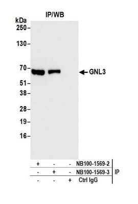 Immunoprecipitation: Nucleostemin Antibody [NB100-1569] - Detection of human GNL3 by western blot of immunoprecipitates. Samples:Whole cell lysate (1.0 mg per IP reaction; 20% of IP loaded) from HEK293T cells prepared using NETN lysis buffer. Antibodies: Affinity purified rabbit anti-GNL3 antibody NB100-1569(lot  NB100-1569-3) used for IP at 6 ug per reaction. GNL3 was also immunoprecipitated by a previous lot of this antibody (lot NB100-1569-2). For blotting immunoprecipitated GNL3, NB100-1569 was used at 0.04 ug/ml. Detection: Chemiluminescence with an exposure time of 1 second.