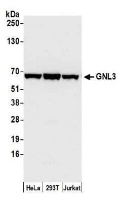 Western Blot: Nucleostemin Antibody [NB100-1569] - Detection of human GNL3 by western blot. Samples:Whole cell lysate (50 ug) from HeLa, HEK293T, and Jurkat cells prepared using NETN lysis buffer. Antibody: Affinity purified rabbit anti-GNL3 antibody NB100-1569 used for WB at 0.04 ug/ml. Detection: Chemiluminescence with an exposure time of 10 seconds.