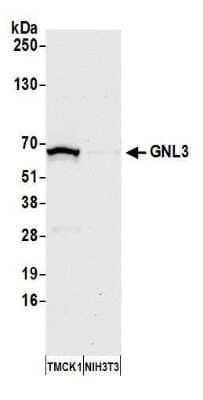 Western Blot: Nucleostemin Antibody [NB100-1569] - Detection of mouse GNL3 by western blot. Samples:Whole cell lysate (50 ug) from TMCK-1 and NIH 3T3 cells prepared using NETN lysis buffer. Antibody: Affinity purified rabbit anti-GNL3 antibody NB100-1569 used for WB at 0.1 ug/ml. Detection: Chemiluminescence with an exposure time of 30 seconds.