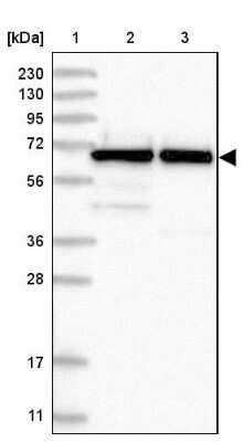 Western Blot: Nucleostemin Antibody [NBP2-38325] - Lane 1: Marker  [kDa] 230, 130, 95, 72, 56, 36, 28, 17, 11.  Lane 2: Human cell line RT-4.  Lane 3: Human cell line U-251MG