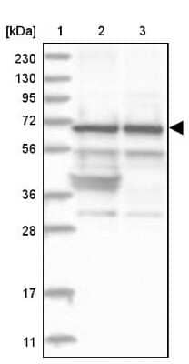 Western Blot: Nucleostemin Antibody [NBP2-38326] - Lane 1: Marker  [kDa] 230, 130, 95, 72, 56, 36, 28, 17, 11.  Lane 2: Human cell line RT-4.  Lane 3: Human cell line U-251MG