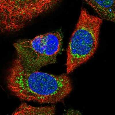 Immunocytochemistry/Immunofluorescence: Nucleotide binding protein like Antibody [NBP1-89904] - Staining of human cell line A-431 shows localization to mitochondria.