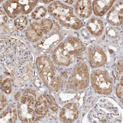 Immunohistochemistry-Paraffin: Nucleotide binding protein like Antibody [NBP1-89904] - Staining of human kidney shows moderate cytoplasmic positivity in cells in tubules.