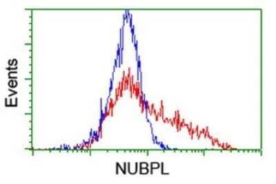 Flow Cytometry: Nucleotide binding protein like Antibody (OTI5D5) - Azide and BSA Free [NBP2-73094] - HEK293T cells transfected with either Nucleotide binding protein like Human Tagged ORF Clone overexpress plasmid (Red) or empty vector control plasmid (Blue) were immunostaining by anti-NUBPL antibody , and then analyzed by flow cytometry.