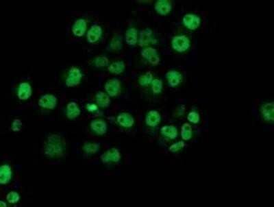 Immunocytochemistry/Immunofluorescence: Nucleotide binding protein like Antibody (OTI5D5) - Azide and BSA Free [NBP2-73094] - Staining of COS7 cells transiently transfected by pCMV6-ENTRY Nucleotide binding protein like.