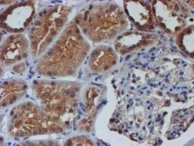 Immunohistochemistry: Nucleotide binding protein like Antibody (OTI5D5) - Azide and BSA Free [NBP2-73094] - Staining of paraffin-embedded Human Kidney tissue using anti-Nucleotide binding protein like mouse monoclonal antibody.