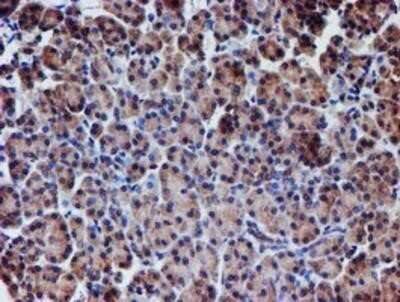 Immunohistochemistry: Nucleotide binding protein like Antibody (OTI5D5) - Azide and BSA Free [NBP2-73094] - Staining of paraffin-embedded Human pancreas tissue using anti-Nucleotide binding protein like mouse monoclonal antibody.