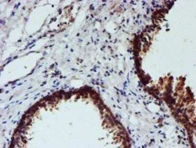 Immunohistochemistry: Nucleotide binding protein like Antibody (OTI5D5) - Azide and BSA Free [NBP2-73094] - Staining of paraffin-embedded Human prostate tissue using anti-Nucleotide binding protein like mouse monoclonal antibody.