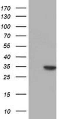 Western Blot: Nucleotide binding protein like Antibody (OTI5D5) - Azide and BSA Free [NBP2-73094] - HEK293T cells were transfected with the pCMV6-ENTRY control (Left lane) or pCMV6-ENTRY Nucleotide binding protein like (Right lane) cDNA for 48 hrs and lysed. Equivalent amounts of cell lysates (5 ug per lane) were separated by SDS-PAGE and immunoblotted