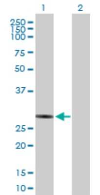 Western Blot: Nucleotide binding protein like Antibody [H00080224-B01P] - Analysis of NUBPL expression in transfected 293T cell line by NUBPL polyclonal antibody.  Lane 1: NUBPL transfected lysate(31.79 KDa). Lane 2: Non-transfected lysate.