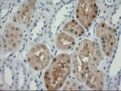 Immunohistochemistry-Paraffin: Nudel Antibody (5E11) [NBP2-01086] - Staining of paraffin-embedded Human Kidney tissue using anti-Nudel mouse monoclonal antibody.